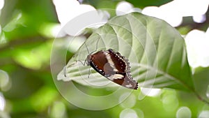 The video footage of the butterfly perching on the tree's leaves was taken from the bottom