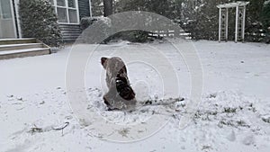 Video footage of a cute brown Australian Labradoodle dog playing and digging in the snow