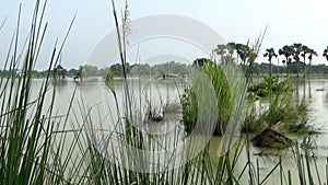 Video footage of flooded vast wetlands after heavy rain in West Bengal of India