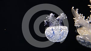 Video footage of a jellyfish swimming closeup. Fauna of the Black Sea. Aurelia aurita moon jelly, moon jellyfish