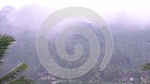 Video footage or morning foggy view to rice fields, palm trees, papaya tree in Sidemen