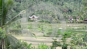 Video footage or morning foggy view to rice fields, palm trees, papaya tree in Sidemen