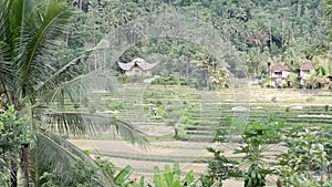 Video footage or morning foggy view to rice fields, palm trees, papaya tree in Sidemen
