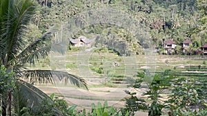 Video footage or morning foggy view to rice fields, palm trees, papaya tree in Sidemen