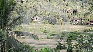 Video footage or morning foggy view to rice fields, palm trees, papaya tree in Sidemen