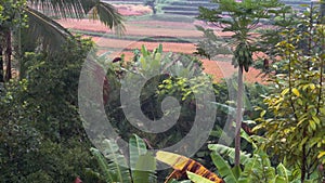 Video footage or morning foggy view to rice fields, palm trees, papaya tree in Sidemen