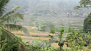 Video footage or morning foggy view to rice fields, palm trees, papaya tree in Sidemen