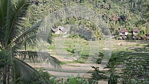 Video footage or morning foggy view to rice fields, palm trees, papaya tree in Sidemen