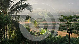 Video footage or morning foggy view to rice fields, palm trees, papaya tree in Sidemen