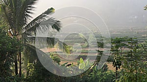 Video footage or morning foggy view to rice fields, palm trees, papaya tree in Sidemen