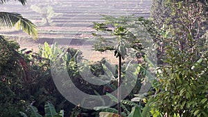 Video footage or morning foggy view to rice fields, palm trees, papaya tree in Sidemen