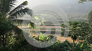 Video footage or morning foggy view to rice fields, palm trees, papaya tree in Sidemen