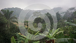 Video footage of morning foggy view to rice fields, palm trees, papaya tree, tropical nature in Sidemen