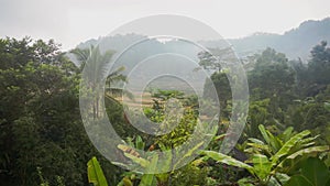 Video footage of morning foggy view to rice fields, palm trees, papaya tree, tropical nature in Sidemen