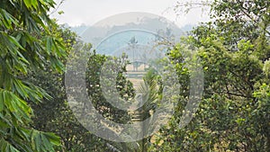 Video footage of morning foggy view to rice fields, palm trees, papaya tree, tropical nature in Sidemen