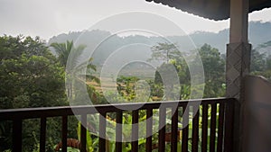 Video footage of morning foggy view to rice fields, palm trees, papaya tree, tropical nature in Sidemen