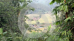 Video footage of morning foggy view to rice fields, palm trees, papaya tree, tropical nature in Sidemen