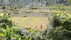 Video footage of morning foggy view to rice fields, palm trees, papaya tree, tropical nature in Sidemen