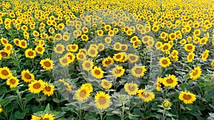Video footage over sun flower fields in summer time , agricultural industry