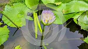 Video footage time lapse opening of waterlily. Lotus flower is blooming.