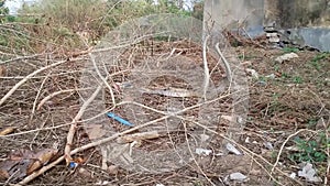 Video footage of two Indian rat snakes mating in summer in an abandoned area