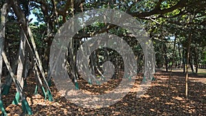 Video of the Great Banyan tree,Ficus benghalensis,at Acharya Jagadish Chandra Bose Indian Botanic Garden