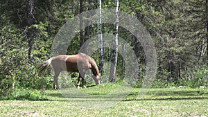 Video of group of horses graze in the Altai forest medow near Altai Mul\'ta village. Siberia, Russia