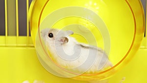 Video of hamster running in the wheel