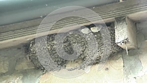 Video of house martin chicks looking out from there nest waiting to be fed