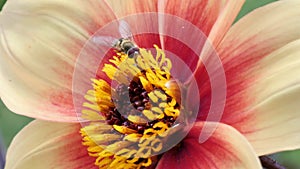 Video of a hoverfly collecting and feeding on nectar from a dahlia flower.