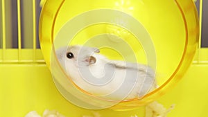 Video of Jungar hamster running in the wheel