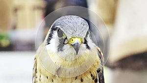 Video lanner falcon, Falco biarmicus, medium size bird of prey close up shot