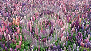 Video Lupin infiniti field in Denmark