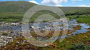 Video of moss swamp om the bank of river Yarlyamry in Altai