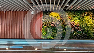 video of movement by travalator along the airport wall decorated with a tree and live plants, no one nearby