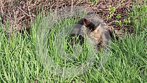 Video of a Norwegian Forest Cat eating grass in the meadow