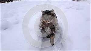 Video of Norwegian Forest Cat walking through the garden in heavy snowfall