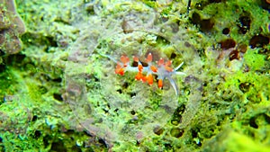 Video of Orange-eyed nudibranch - Cratena capensis