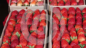 Video pan shot of strawberry boxes for sell