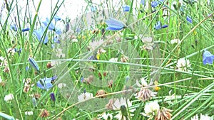 Video of panning through wild flowers in a grass meadow.