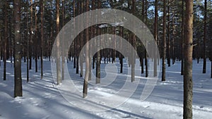 Video of pine trees in winter sunny day during dron fly