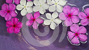 Video pink flowers floating in bowl of water from top view. Spa decoration