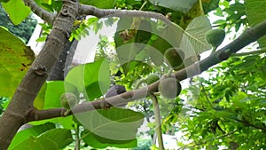 Video of raw figs fruit hanging on the tree