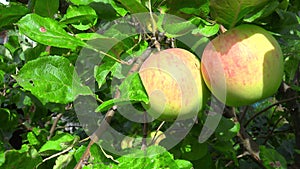 Video of ripen apples hanging on the tree