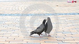 Video of a serene pigeon amidst the city's springtime buzz