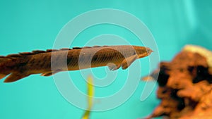 This video showcases a close-up view of a Polypterus fish swimming in an aquarium