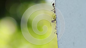 Video Silhouette three ants walking on cement wall is Half divided flame with blur nature bokeh background