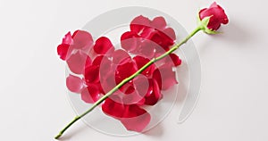 Video of single red rose flower stem across heart of red rose petals on white background