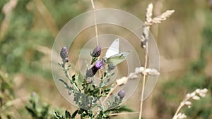 Video of a small white butterfly on a knapweed flower