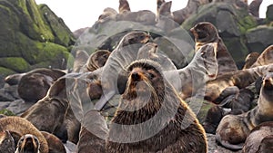 Video with sound animal roar of fur seal animal on stones rocks.